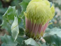 Dryandra praemorsa