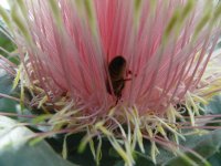 Dryandra praemorsa