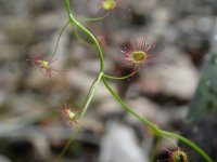 Drosera ? 