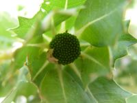 Dryandra sessilis