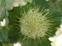 Dryandra sessilis