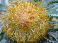 Dryandra formosa