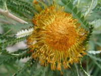Dryandra formosa