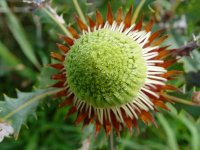 Dryandra quercifolia