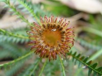 Dryandra nivea