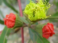 Eucalyptus erythrocorys