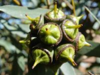 Eucalyptus lehmannii