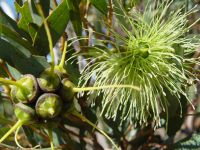 Eucalyptus lehmannii