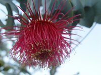 Eucylaptus rhodantha