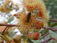 Eucalyptus torwood
