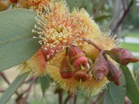 Eucalyptus torwood