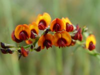 Euchilopsis ? 