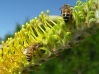 Grevillea ? 
