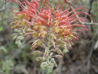 Grevillea bipinnatifida