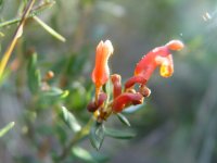 Grevillea ? 
