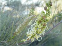 Grevillea ? 