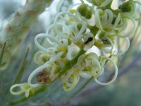Grevillea ? 