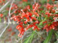 Grevillea depaurerata