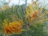 Grevillea Gold