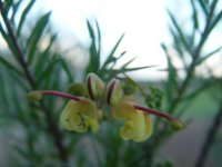 Grevillea