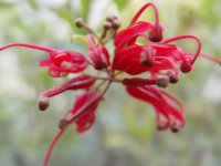 Grevillea ?