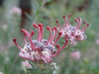 Grevillea ? 