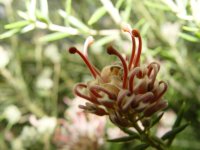 Grevillea ? 