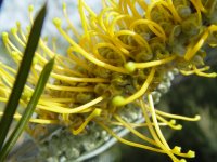 Grevillea ? 