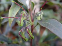 Grevillea shiresii