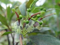 Grevillea shiresii