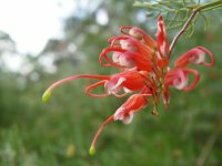 Grevillea thelemanniana