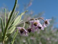 Guichenotia ledifolia