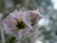 Guichenotia ledifolia