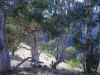 Eucalypts