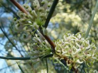 Hakea ? 