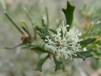 Hakea ? 