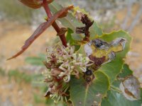Hakea amplexicaulis