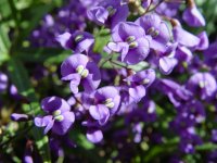 Hardengergia comptoniana