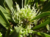 Hakea corymbosa