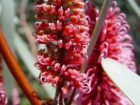 Hakea francisiana