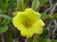 Hibbertia ? 
