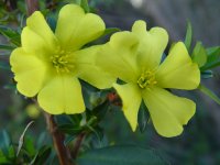 Hibbertia cuneformis