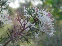 Hakea lissocarpha