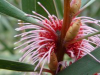 Hakea multilineata
