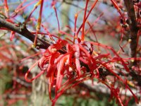 Hakea orthorrhyncha