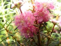 Hypocalymma robustum