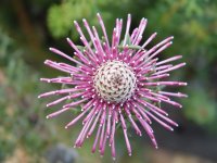 Isopogon heterophyllus