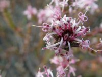 Isopogon ? 