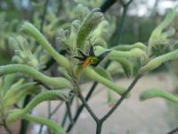 Anigozanthus flavidus