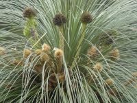 Kingia australis